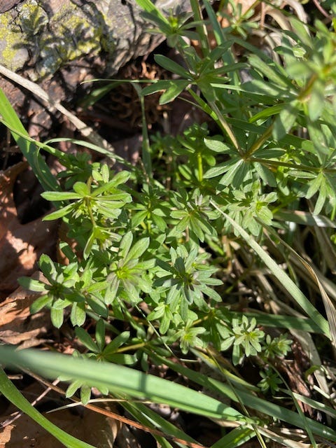 1 Galium mollugo, left and 2 Galium aparine, right