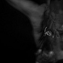 Logo for My Dead Flowers