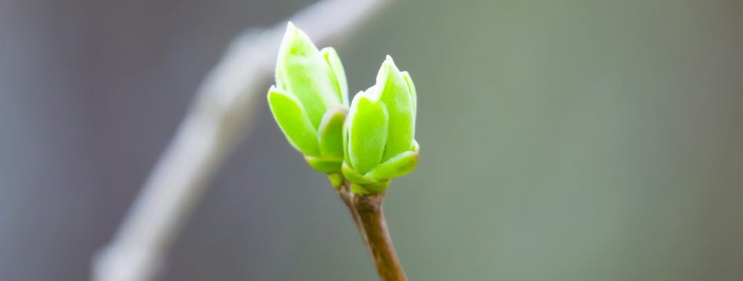 a small branch with two green leaves on it