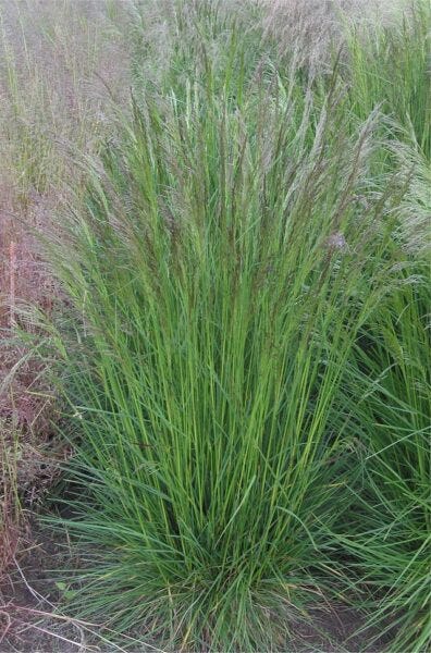 Deschampsia cespitosa aka Tufted hair grass Deschampsia cespitosa aka Tufted hair grass