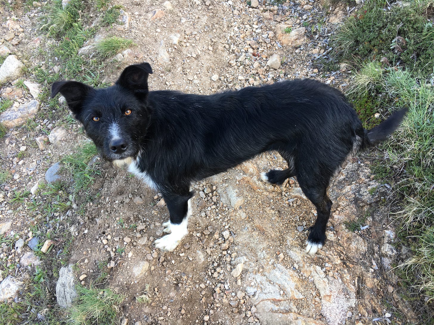 A mostly black dog with white socks and amber eyes looks  up at the camera. What a cute face.