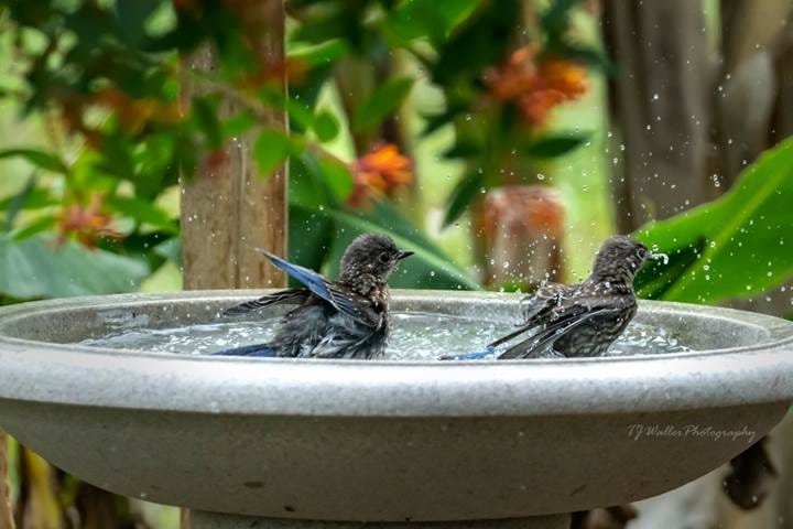 Baby Bluebirds bathing