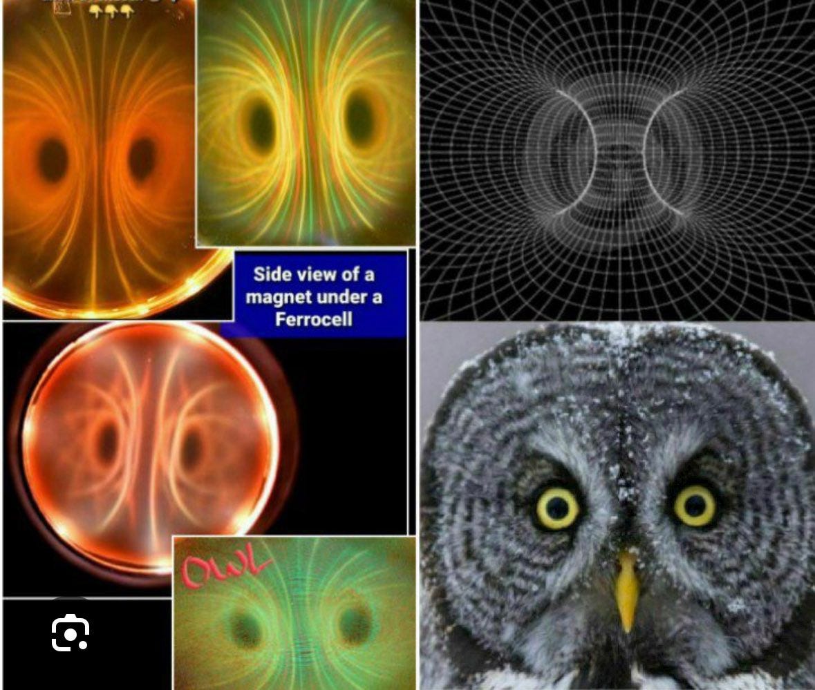 The Magnetoreception of Owls