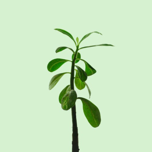 The Witness of Women