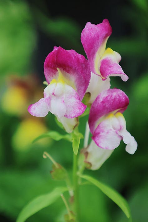various snapdragon flowers