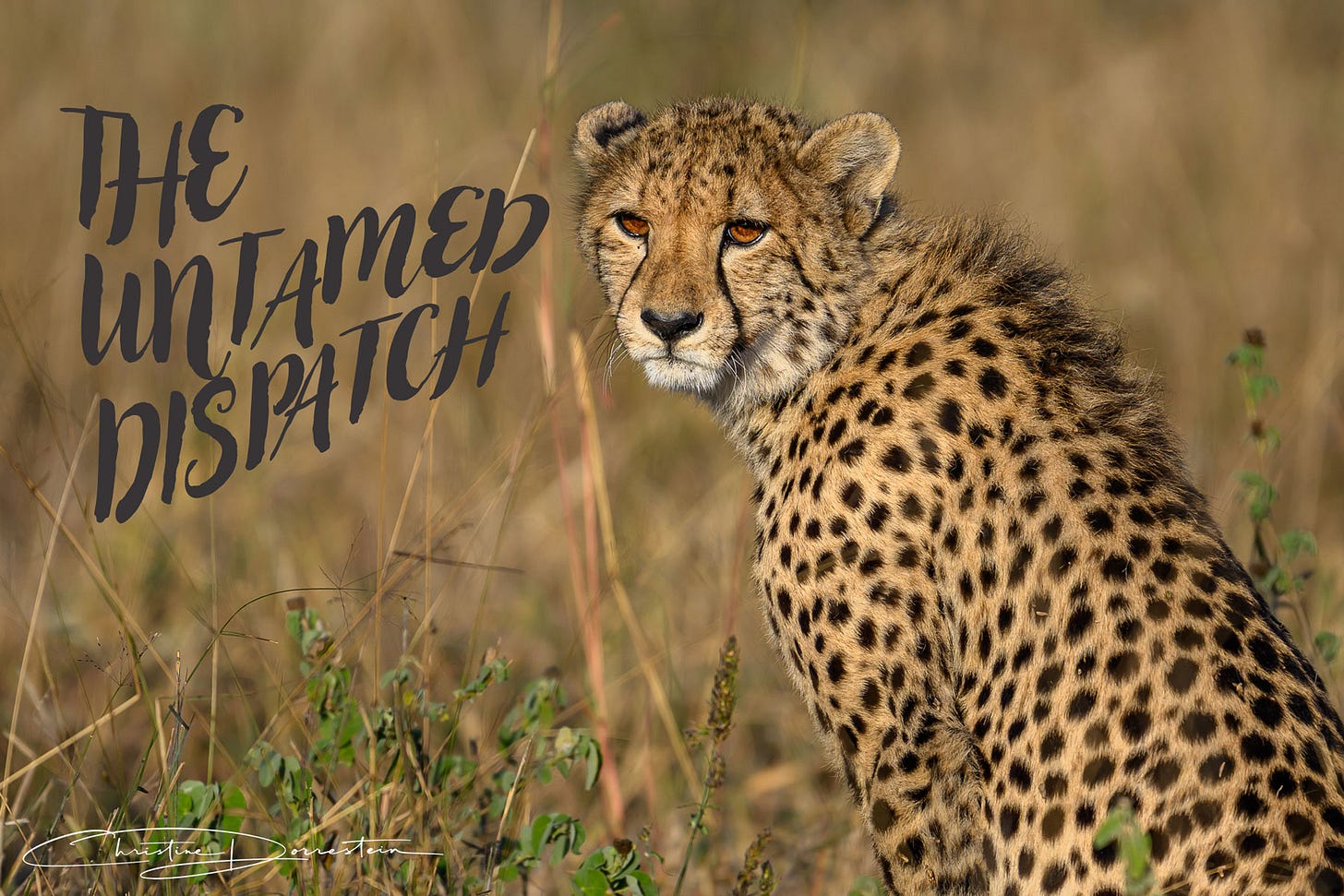 a cheetah in the wild with the inscription the unnamed dispatch