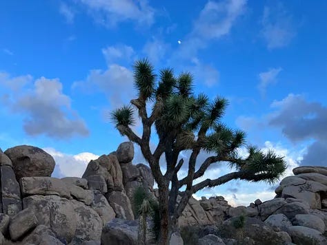 Photos and paintings of Joshua Tree
