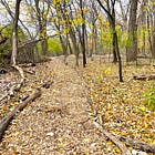 Collaborating with a forest