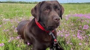 Arteta: Our dog represents our family ...