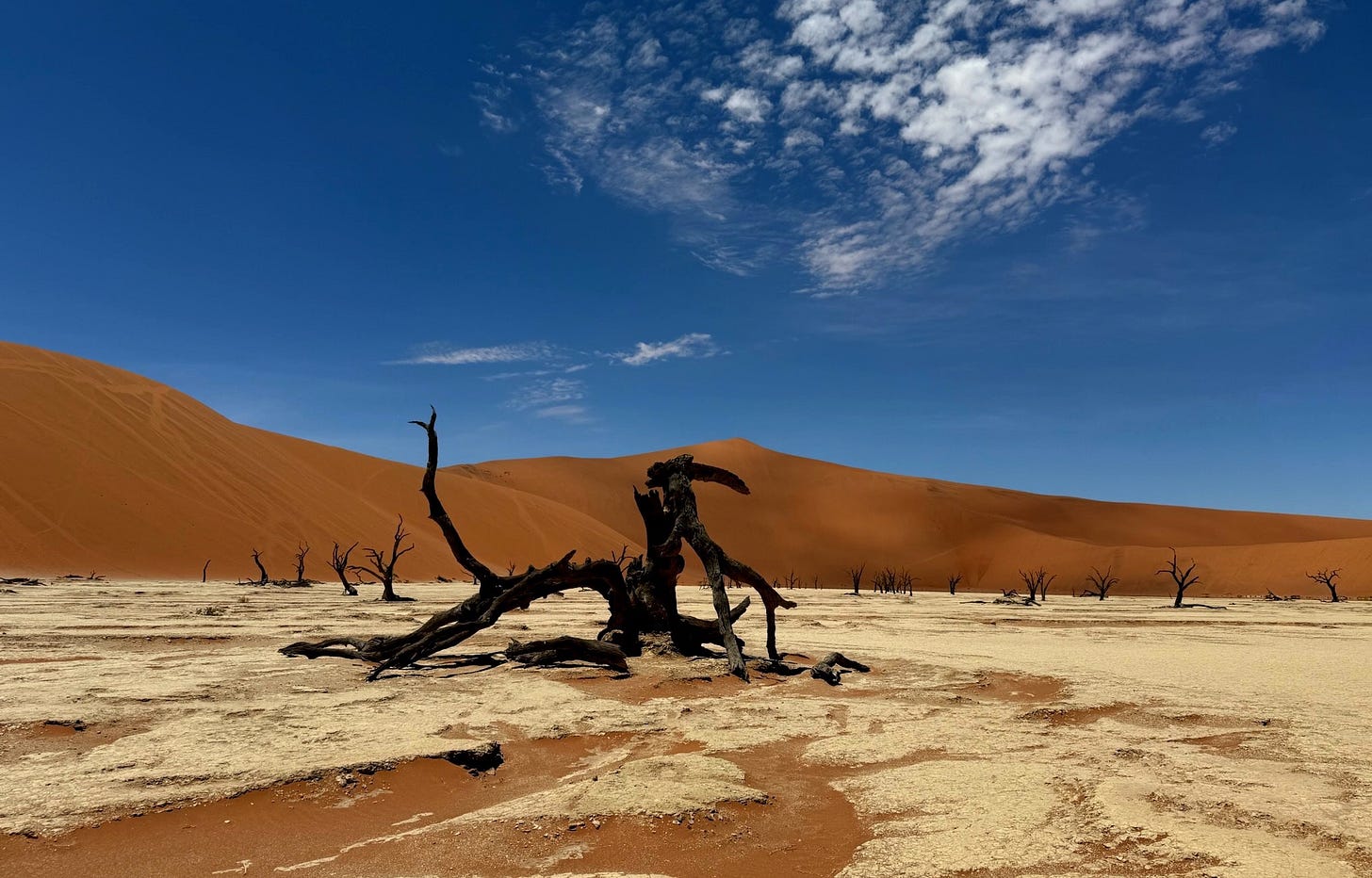 Deadvlei tree in namibia desert