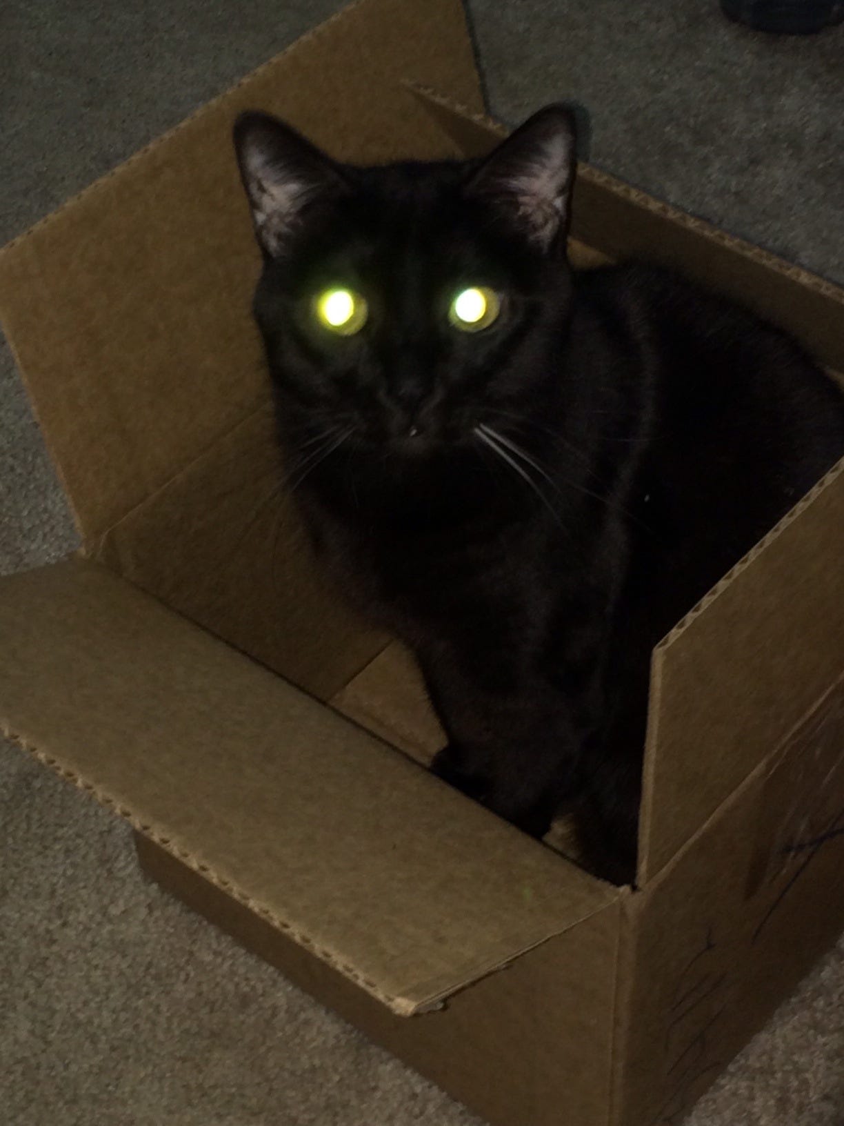 Gizmo Dark Box 1 cats in boxes Gizmo Dark Box 1 cats in boxes