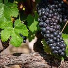 Under the Hood: Wine Overproduction Scenarios Suggest Tougher Days Ahead