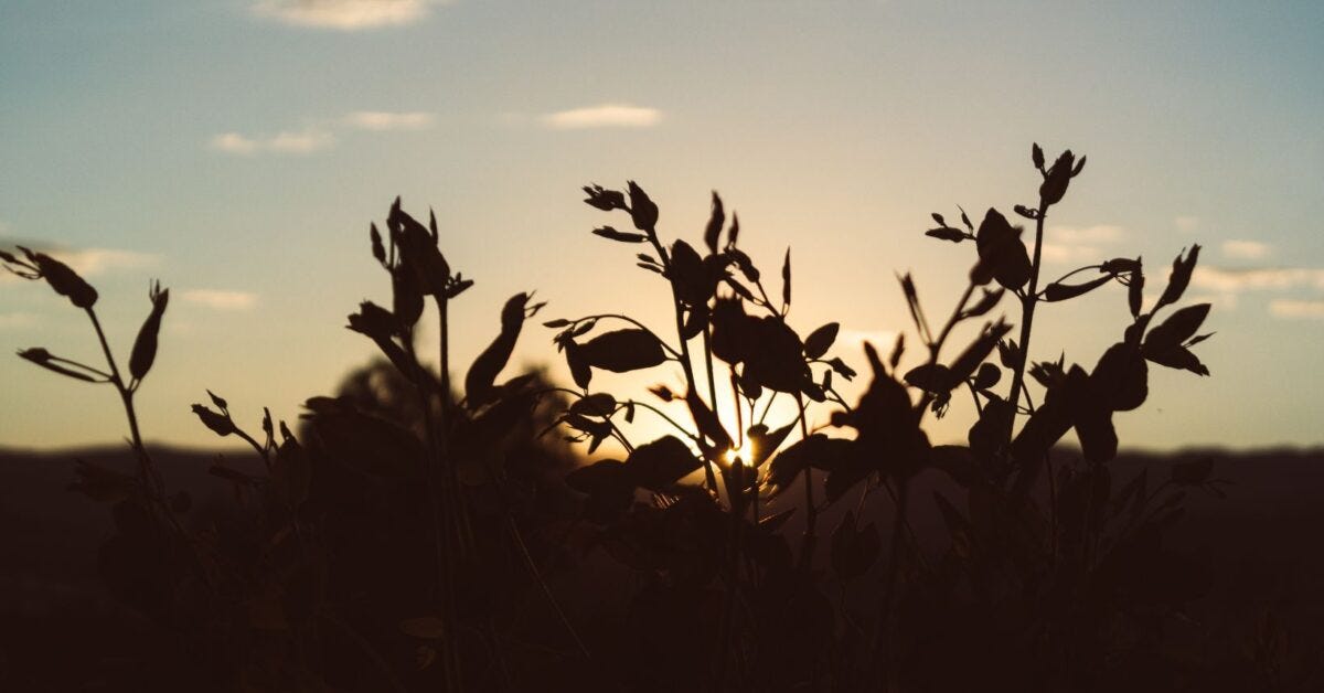 Trans Lucent Aug 27 2025