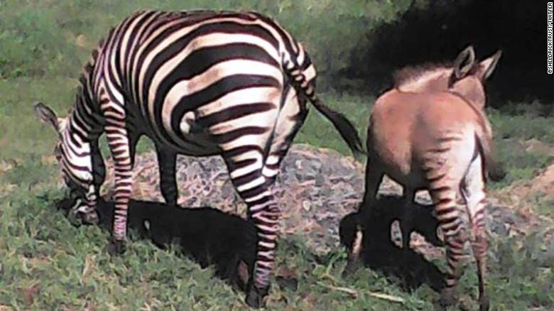 The zebra and her baby zonkey. The zebra and her baby zonkey.