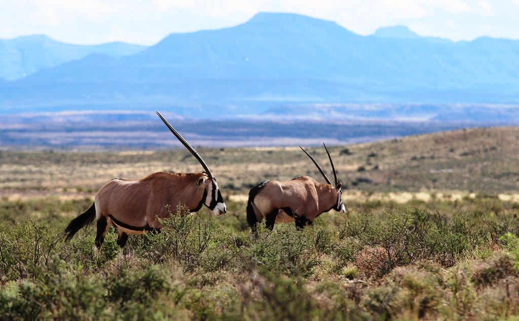 Two gemsbok Two gemsbok