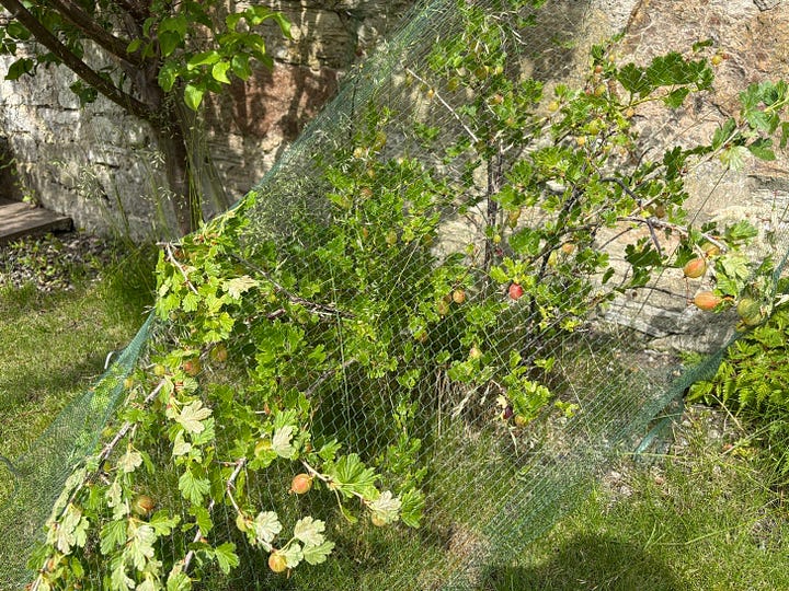 Gooseberry Bushes