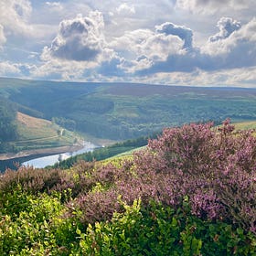 Bonus edition: A rhapsody on Bilberries