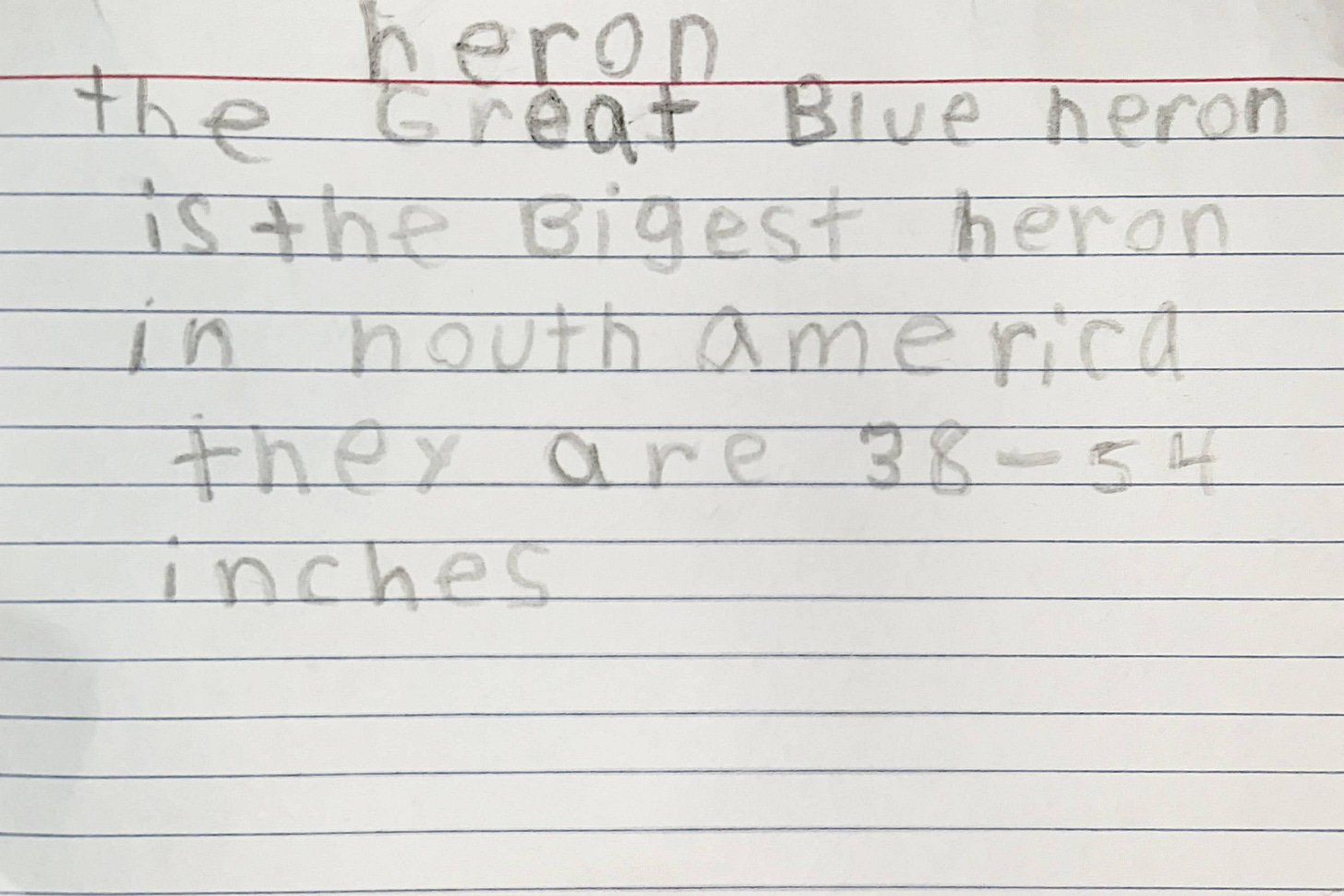 Index card with child's writing on Great Blue Heron.