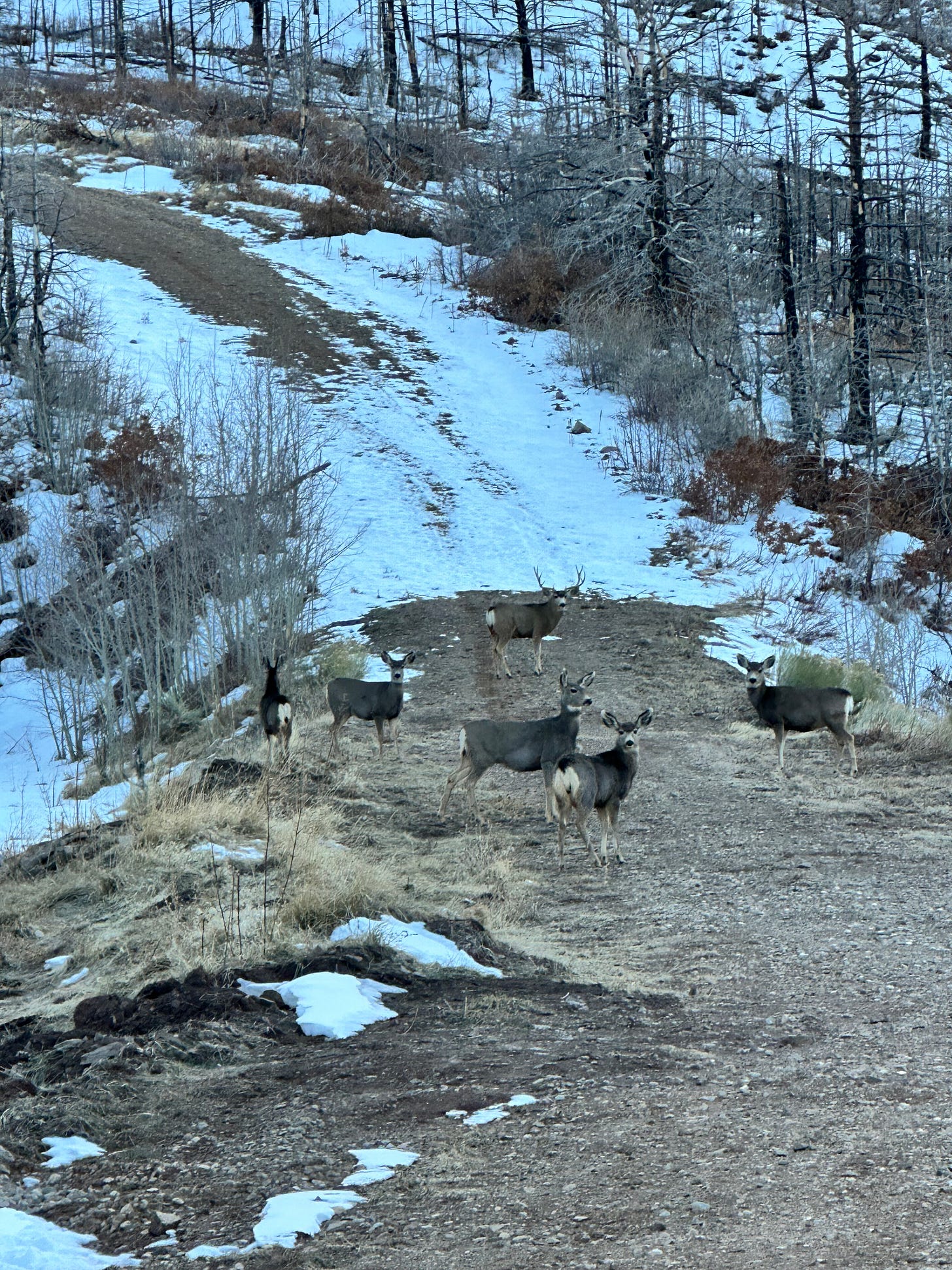 Antelopes in the road with snow
