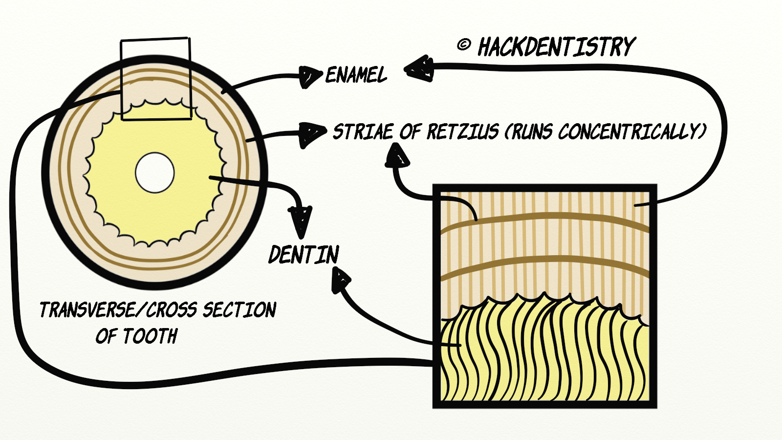 Interlocking Enamel Rods Structural features of enamel (Note) - HackDentistry