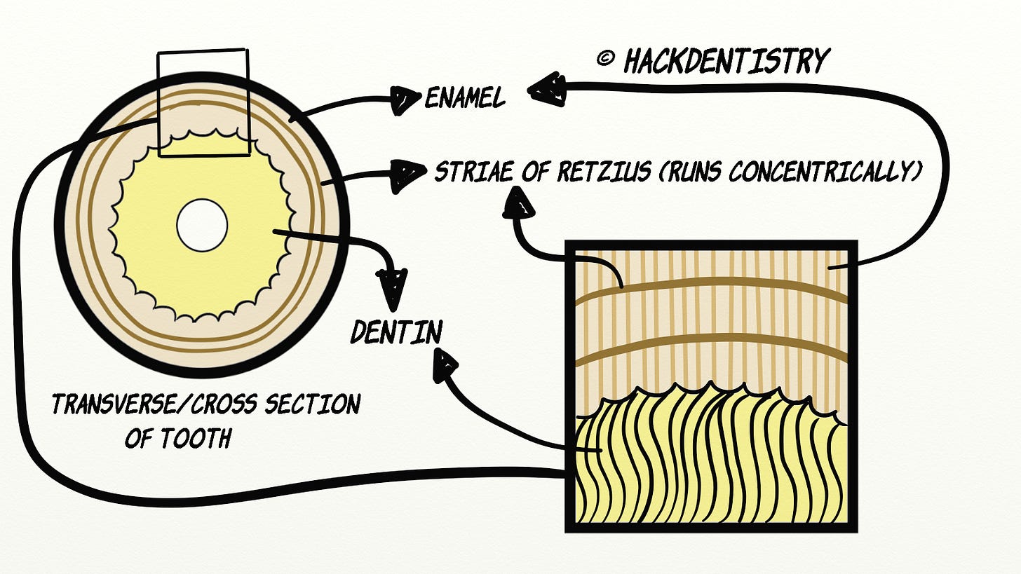 Tooth Retzius Structural features of enamel (Note) - HackDentistry