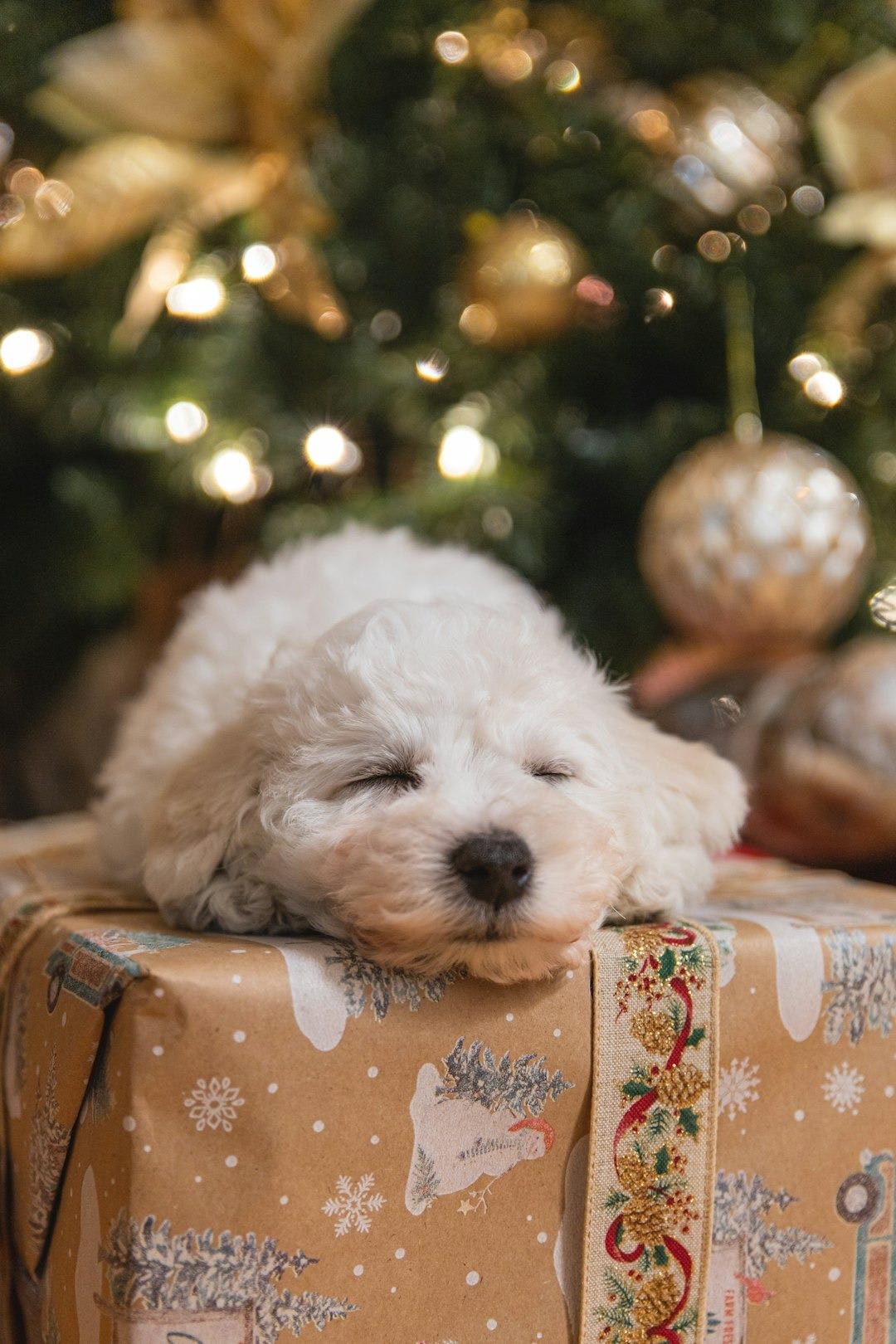 sleeping puppy in front of Christmas tree