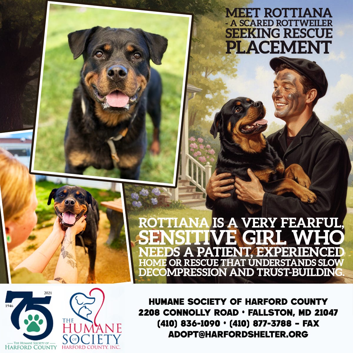 Scared Rottweiler Meet Rottiana - A Scared Rottweiler Seeking Rescue Placement (HSHC ...