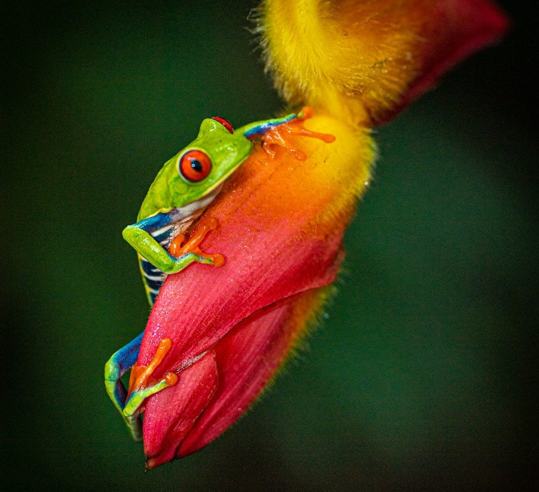 a close up of a frog