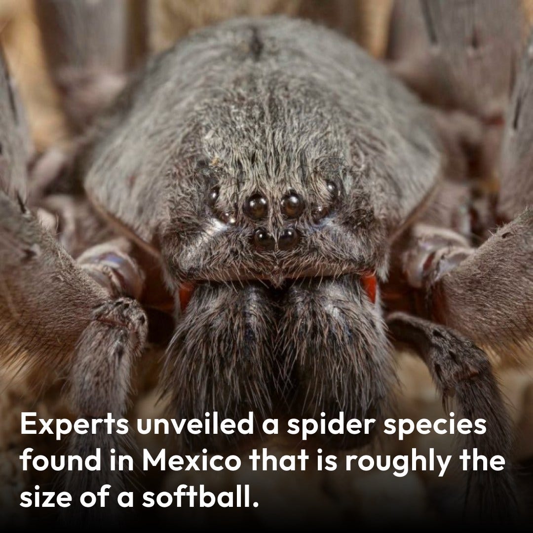 Close-up view of a large spider species discovered in Mexico, approximately the size of a softball.
