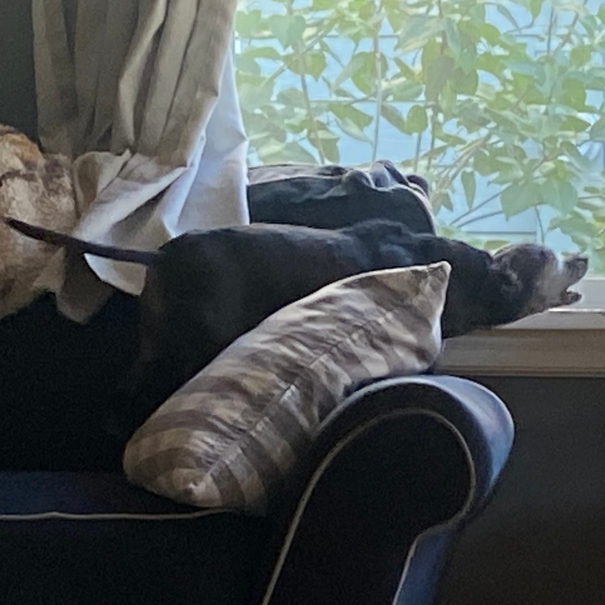 Black and gray chihuahua barking energetically at the window