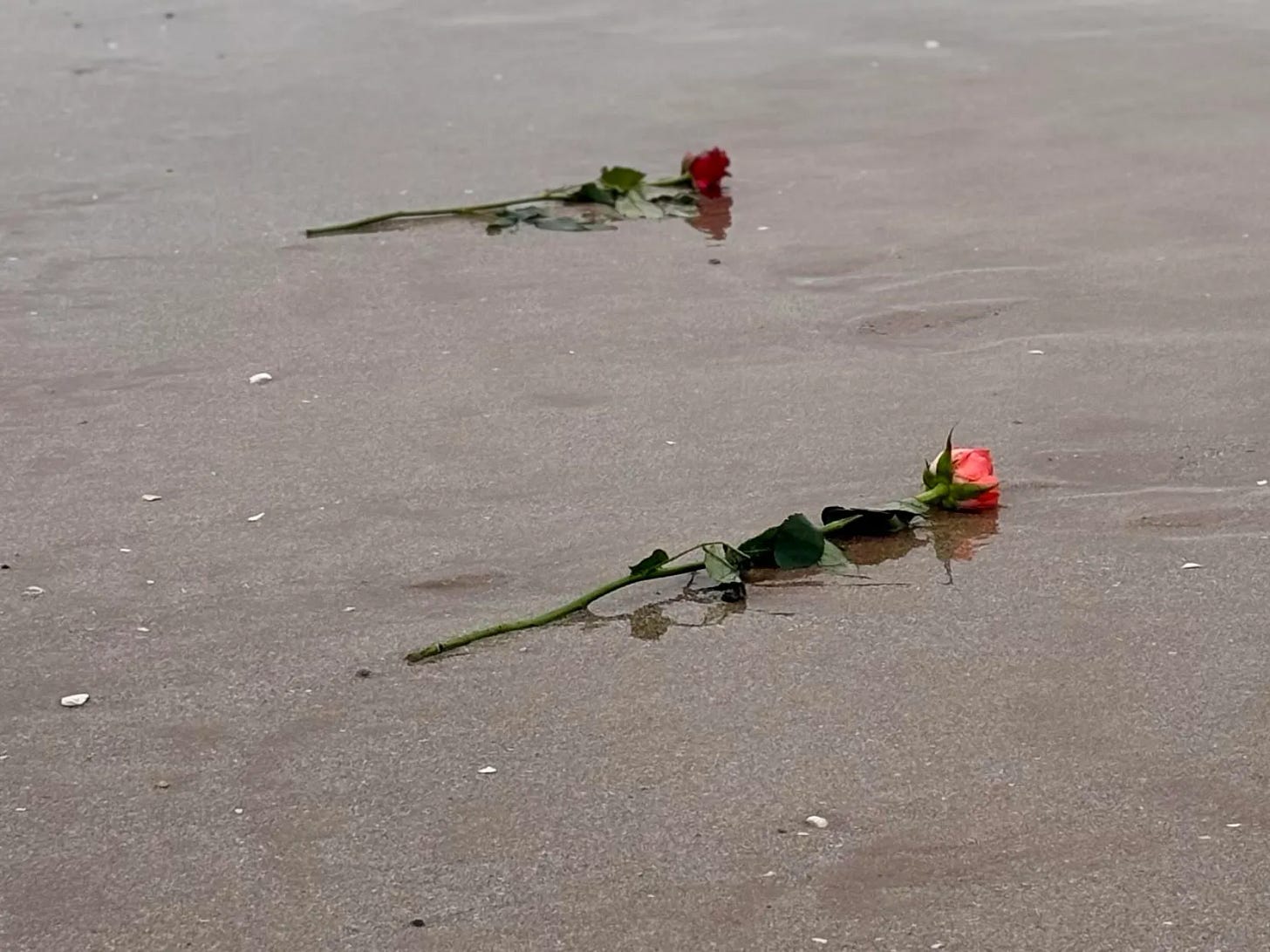 two roses on the shore