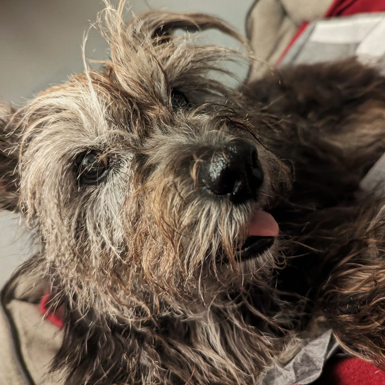 Close up photo of Keely lying in a dog bed with towel and pee pads, with her tongue out. SHE'S SO CUTE!!!!