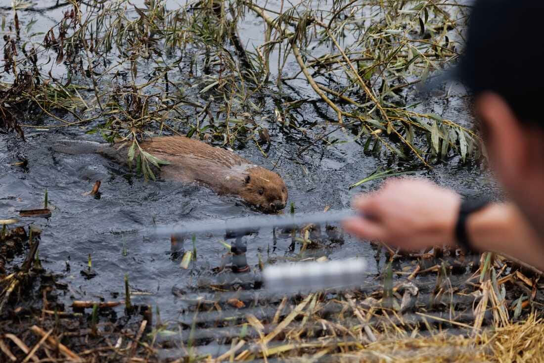 A long, brown beaver swims in marshy water filled with foliage. The blurry head and hand of a man is in the lower-right part of the frame.