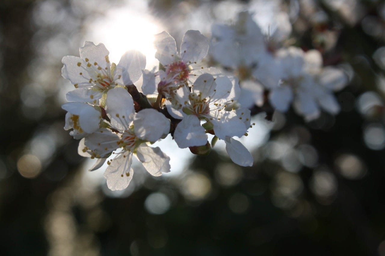 Spring blossom