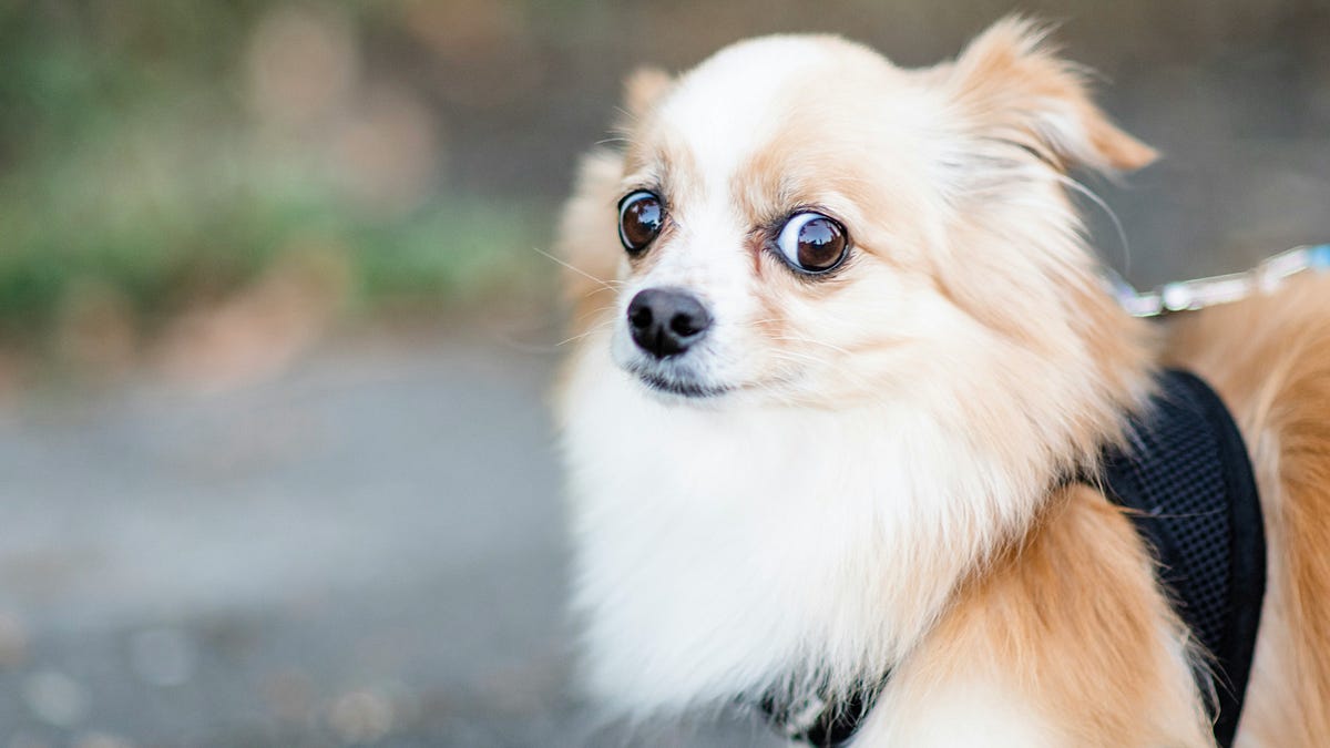 These Spanish Words Don’t Mean What You Think
