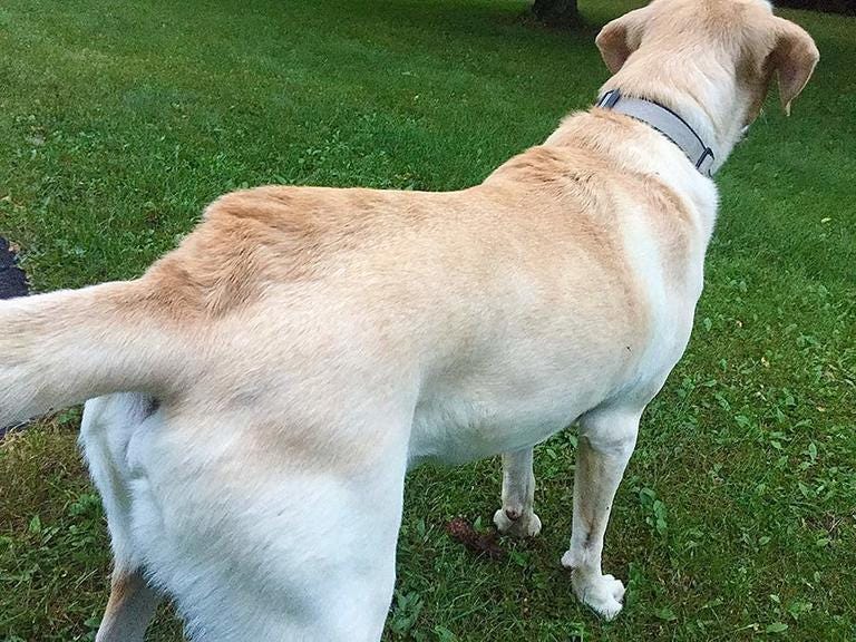 What hackles mean - HSHV