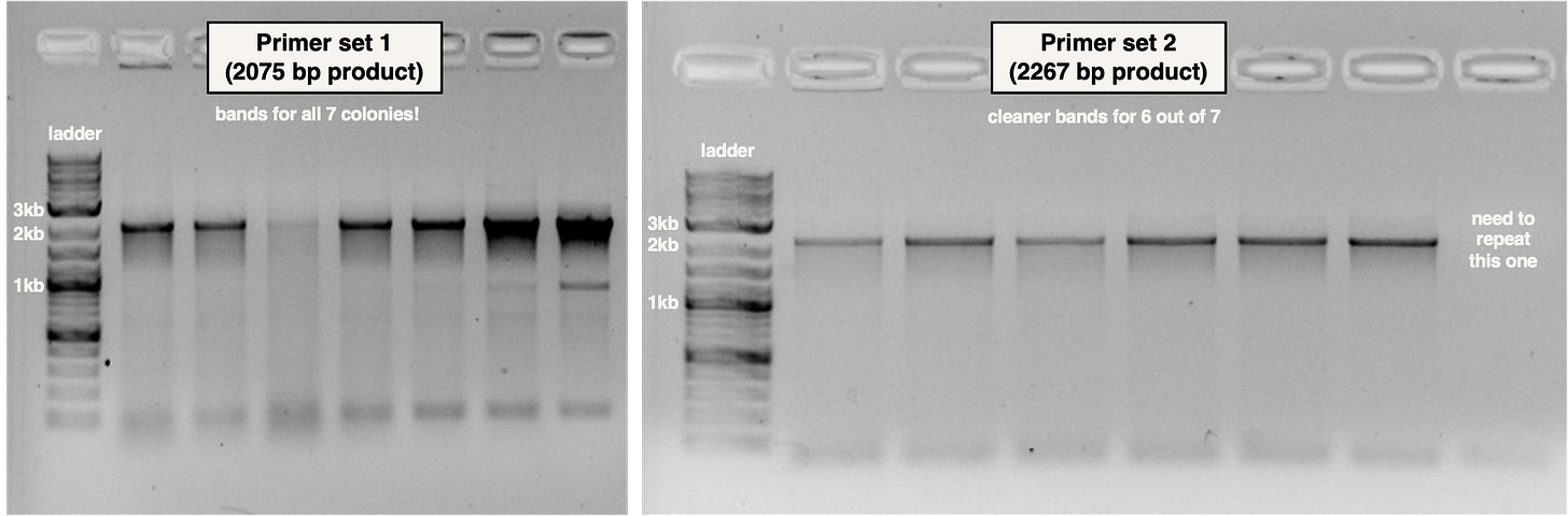A close-up of a dna test

AI-generated content may be incorrect.