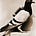 pigeon.Letters by Sean Bruce