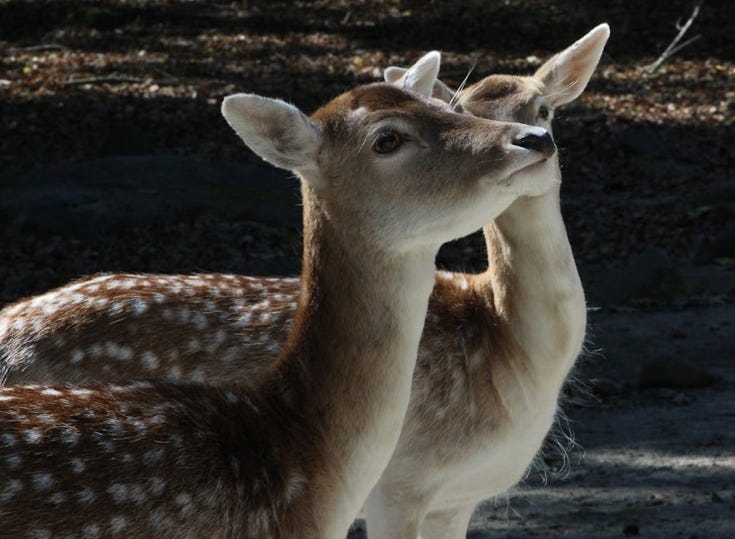 two deer standing next to each other in a forest two deer standing next to each other in a forest