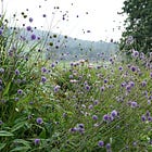 Succisa pratensis | devil's-bit scabious