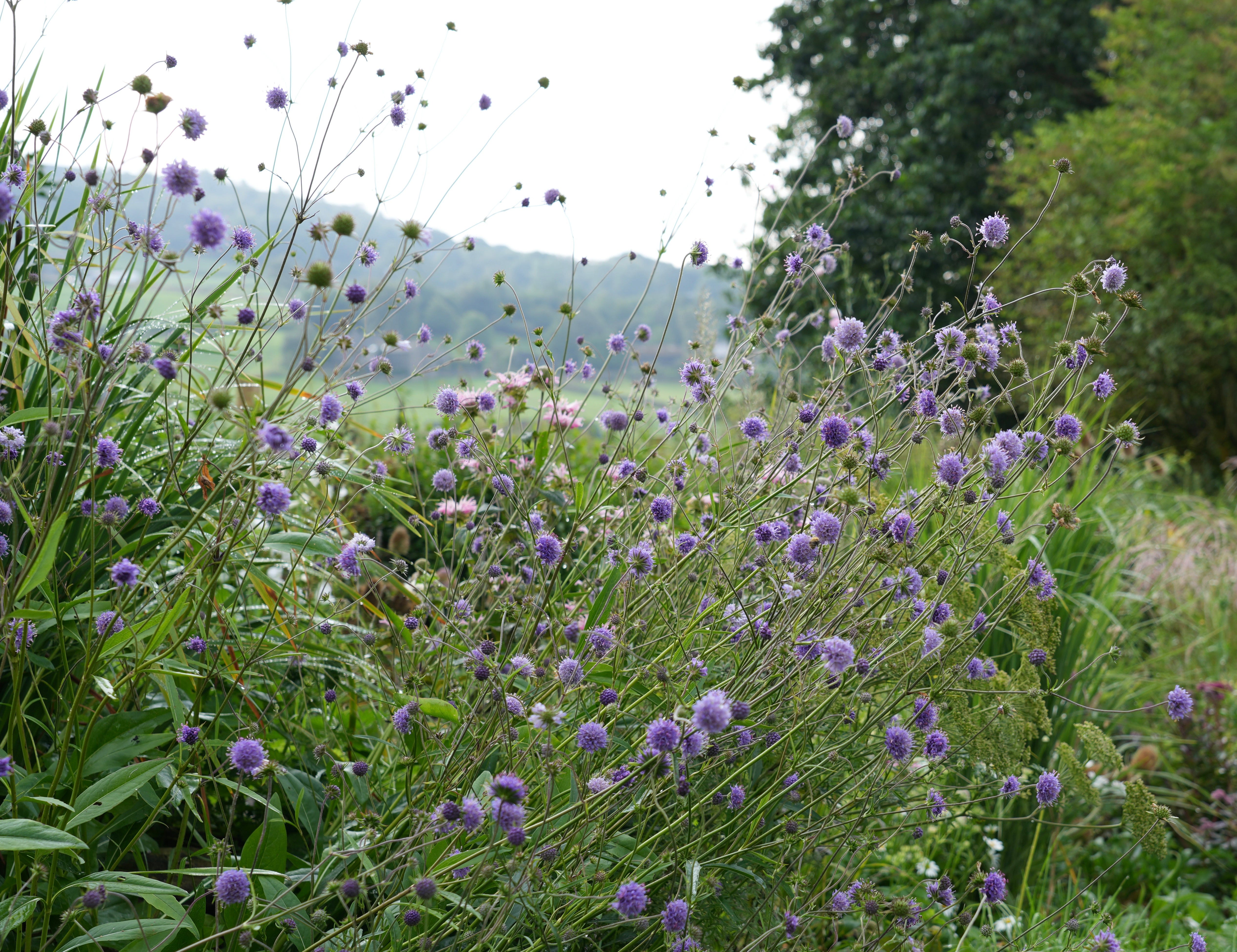 Succisa pratensis | devil's-bit scabious
