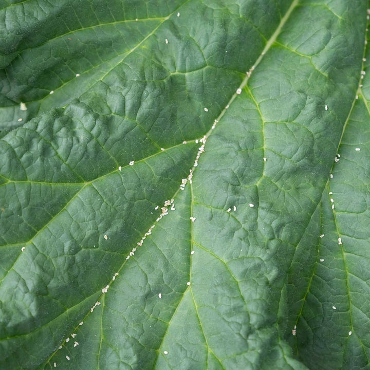 Diptych: Abstractions of lines on green leaves