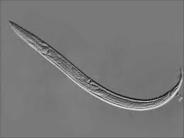 Multimedia Gallery - Light micrograph of adult Antarctic nematode worm |  NSF - National Science Foundation