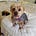 Olaf the Yorkie (and the Boss)'s avatar