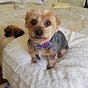 Olaf the Yorkie (and the Boss)'s avatar
