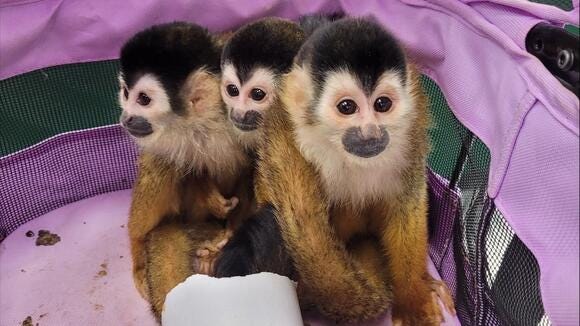 Monkeys discovered while being smuggled through a South Texas Border Patrol checkpoint Monkeys discovered while being smuggled through a South Texas Border Patrol checkpoint