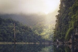 humid jungle