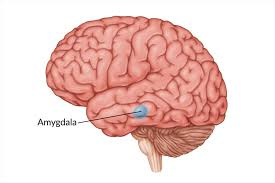 Damage to the Amygdala: Functions ...