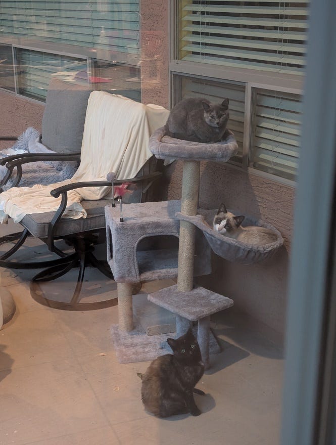 A cat tree with a cat toy

AI-generated content may be incorrect.
