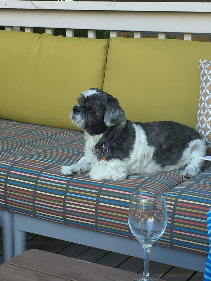 An orange cat sits on a green couch with a green coffee mug in the background; a black and white dog sits on a mutli-coloured couch with an empty wine glass in the foreground.